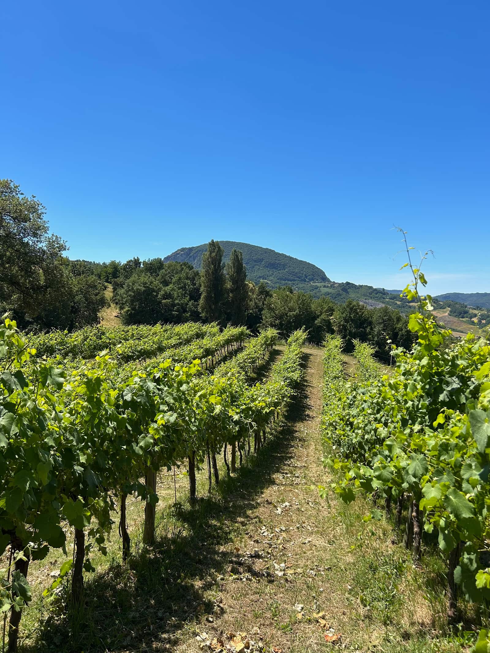 I filari delle vigne di Gargeto a Levizzano di Baiso, con il monte dell'appennino reggiano sullo sfondo